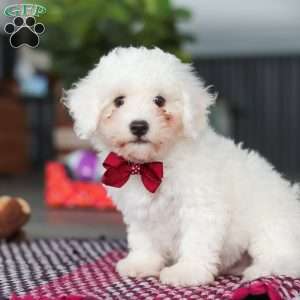 Nick, Bichon Frise Puppy